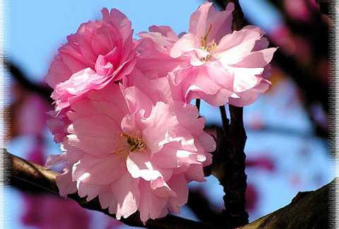 Vụ "100 cây hoa anh đào ở Đà Nẵng", Sở Ngoại vụ, Nhật Bản, Công viên Châu Á, Mai Đăng Hiếu