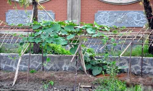 Xung quanh khu vực nhà thờ tổ được trồng cây xanh và cây dây leo.