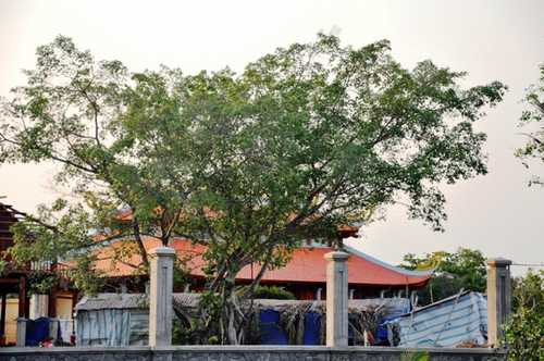 Từ lúc chính quyền địa phương yêu cầu tạm dừng công trình, cổng nhà thờ tổ luôn đóng kín và được che bạt.