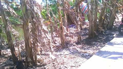 Nhiều cây chuối trước nhà ông Khoái bị cháy nhưng lớp thực bì vẫn nguyên vẹn cho thấy lửa bốc từ từng cây