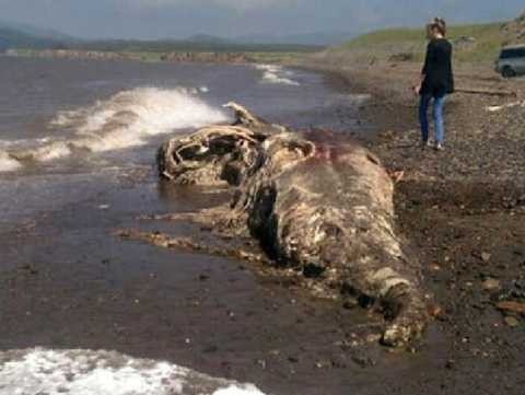  Quái vật bí ẩn đảo Sakhalin. Sinh vật này đã được tìm thấy trên đảo Sakhalin của Nga vào năm 2006 bởi một nhóm binh lính đóng quân gần đó. Nó là xác chết của một sinh vật ma quái, không thể xác định và xác đã thối rữa nhiều ngày. 