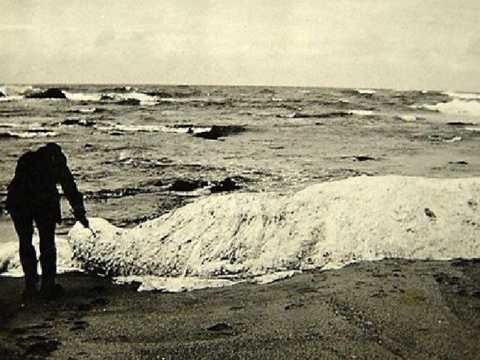  Quái vật khối Trunko. Trunko là tên gọi đặc biệt cho một khối màu trắng khổng lồ dạt vào bờ biển Margate, Nam Phi vào năm 1924. Xác sinh vật bí ẩn ngay thời điểm phát hiện đã thối rữa khoảng 10 ngày, sau đó thủy triều lên cao và cuốn khối trắng này biến mất. 