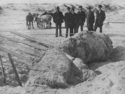  Quái vật ST AUGUSTINE. Quái vật ST AUGUSTINE trôi dạt vào bãi biển St Augustine ở Florida vào năm 1896, nó dài 5,4 m và nặng gần năm tấn. Hình hài của nó cực kỳ khó nhận dạng hay suy đoán, nhiều chuyên gia cho rằng, nó có thể là xác của một dòng họ cá nhà táng xa xôi nào đó. 