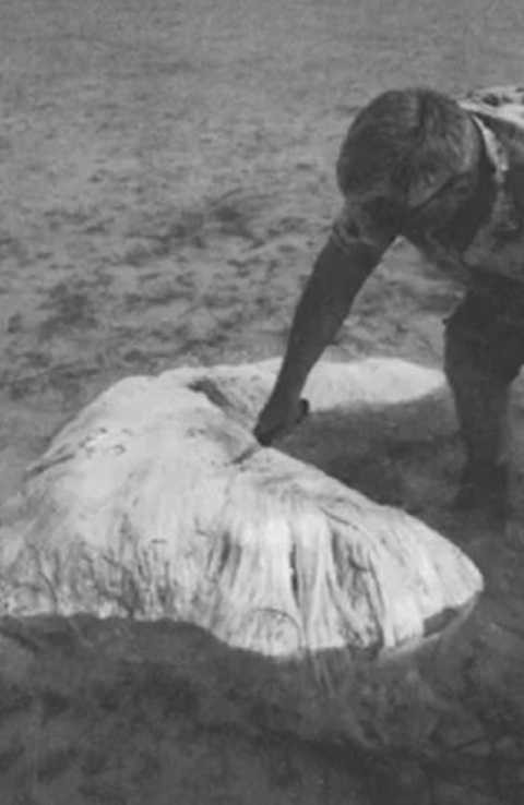  Quái vật BERMUDA BLOB. Quái vật BERMUDA BLOB trôi dạt vào bờ biển Bermuda vào năm 1988, trông nó rất giống một cây lau nhà, nhiều chuyên gia cho rằng đây là một phần xác của loài cá nhà táng đặc biệt nào đó. 