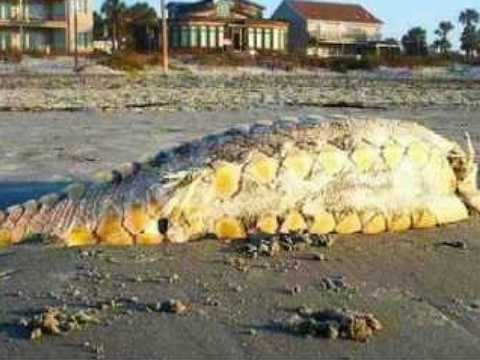  Quái vật biển Folly. Người dân sốc khi thấy sinh vật có vảy này trôi dạt trên bãi biển vào tháng 3/2012. Có người cho nó là tôm, có người cho nó là cá tầm đại dương cổ đại hơn 100 triệu năm. 