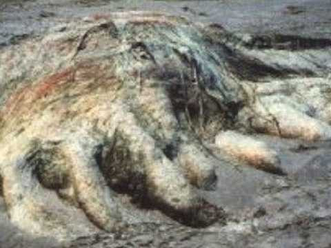  Quái vật Four Mile Globster. Four Mile Globster được tìm thấy trên bãi biển Tasmania vào năm 1997, quái vật này có hình thù không xác định, dài 4,6 m, nặng khoảng 4 tấn, chân hình mái chèo, và đặc biệt có 6 thùy thịt dọc hai bên cơ thể. 