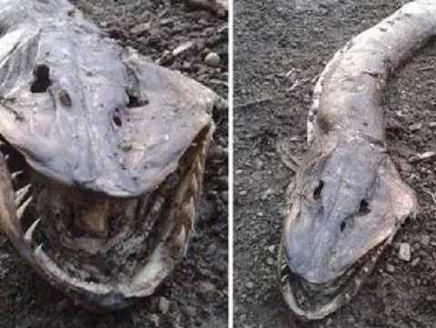  Quái vật Roch Ness. Quái vật Roch Ness được tìm thấy trôi dạt trên bờ hồ Hollingworth ở Rochdale, Greater Manchester hồi tháng 8 năm ngoái. Theo phát hiện thì quái vật này có bộ hàm cực kỳ rộng, răng nhọn sắc và có chiều dài gần một mét rưỡi. 