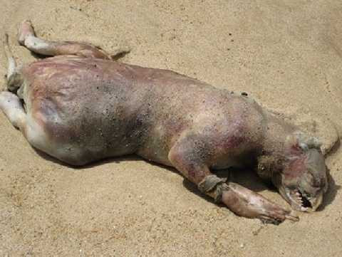  Quái vật Montauk. Quái vật Montauk là một sinh vật đột biến được tìm thấy trôi dạt trên bờ biển New York, năm 2008. Nó là một trong những minh chứng điển hình cho đột biến sinh vật biển, vừa mang hình thái của rùa, gấu trúc, chuột nước, trông nó rất kỳ dị. 