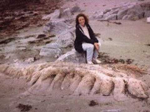  Hebrides BLOB. Xác sinh vật biển kỳ lạ này có tên là Hebrides BLOB được tìm thấy trên bãi biển Benbecula, Scotland vào năm 1998 do bà Whitts phát hiện. Bà mô tả: “nó có chiều dài 4m, một cơ thể có rất nhiều lông, có thịt hai bên lưng và một bộ phận lồi cao lên rất giống phần đầu. 