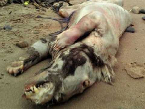  Quái vật Beast of Tenby mang hình thái kinh dị, đáng sợ, tìm thấy tại Tenby, xứ Wales vào năm 2013. Theo mô tả thì quái vật này có phần đầu giống ngựa, có bờm, nhìn kỹ thì móng vuốt rất giống móng của gấu và phần cơ thể thì y hệt cơ thể của lợn. Và cơ thể quái vật này đang trong quá trình phân hủy. 