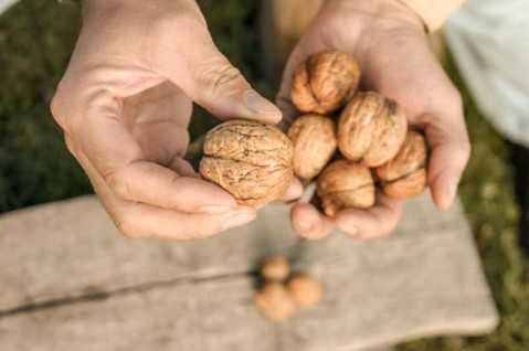 Ăn quả hạch giúp sống thọ - Ảnh: Shutterstock