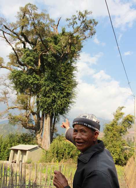 Ông Hà Văn Pỏm cũng không dám đến gần Cây thần Ông Hà Văn Pỏm cũng không dám đến gần Cây thần