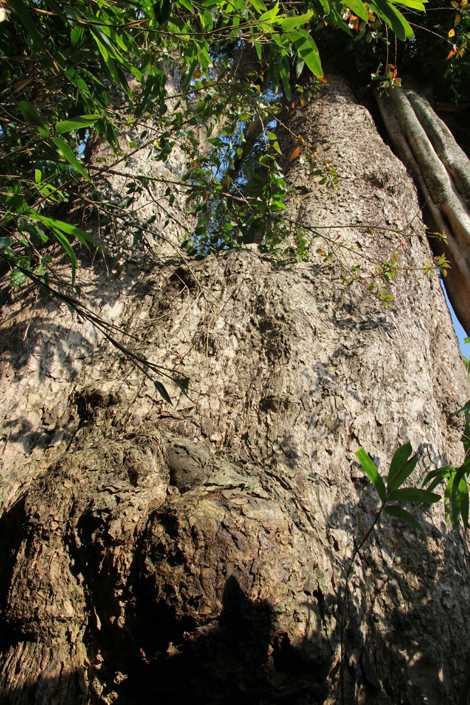 Thân cây chia làm đôi Thân cây chia làm đôi