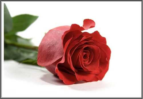 7 món quà 8/3 độc đáo khiến phái nữ thích mê mệt