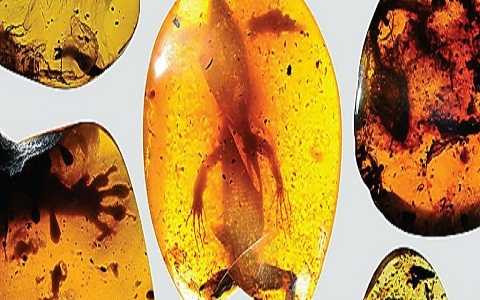 Tắc kè hoa hóa thạch trong hổ phách 99 triệu năm tuổi. Ảnh Sciencealert Tắc kè hoa hóa thạch trong hổ phách 99 triệu năm tuổi. Ảnh Sciencealert