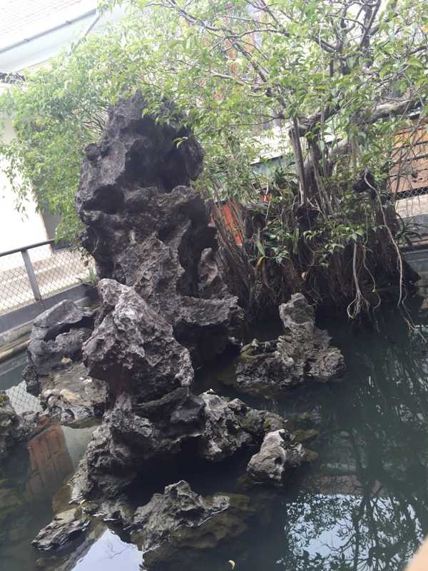 Cây sanh được cho là do Ngô Đình Cẩn trồng được dân chơi cây định giá hơn chục tỷ và kèm theo đó là nhiều tin đồn kỳ bí, linh thiêng khiến nhiều người tò mò.