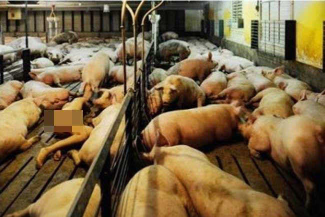 Nữ nhiếp ảnh gia khỏa thân ròng rã 104 tiếng chụp ảnh cùng cả đàn heo