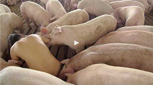 Nữ nhiếp ảnh gia khỏa thân ròng rã 104 tiếng chụp ảnh cùng cả đàn heo