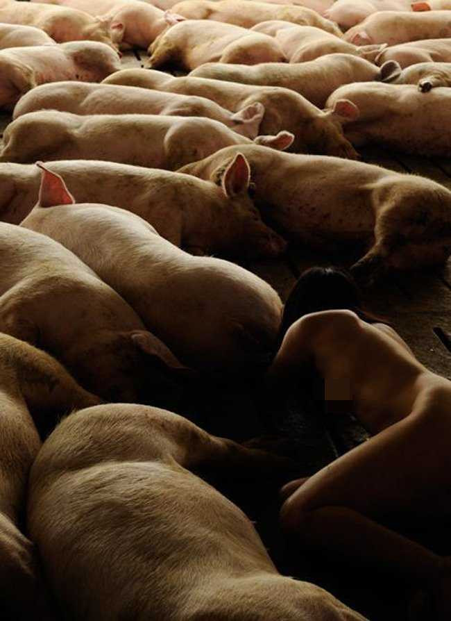 Nữ nhiếp ảnh gia khỏa thân ròng rã 104 tiếng chụp ảnh cùng cả đàn heo