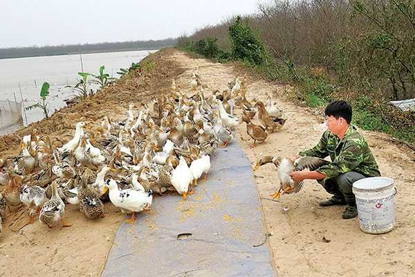Về Tiên Lãng ngắm đàn vịt biển của Đoàn Văn Vươn