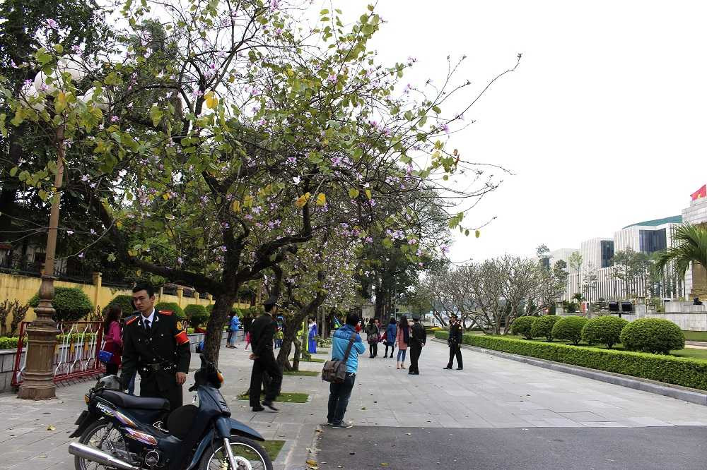 Cả con phố ngập màu hoa ban. Dường như mây trời Tây Bắc đang căng tràn ở Hà Nội