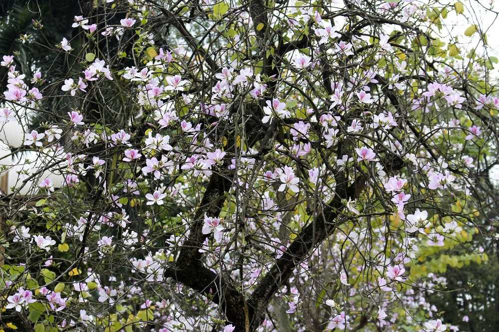 Hoa ban có nhiều loại nhưng được trồng nhiều nhất là hoa ban pha hai màu tím trắng