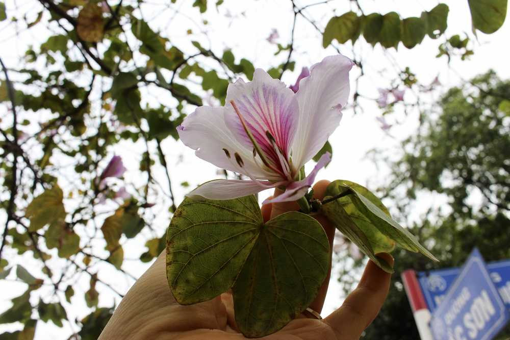 Hoa ban có nhiều loại nhưng được trồng nhiều nhất là hoa ban pha hai màu tím trắng