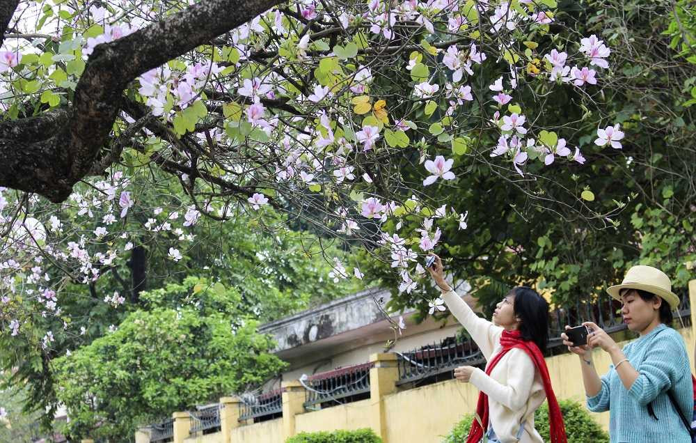 Các bạn trẻ chăm chú ghi lại những hình ảnh đẹp nhất của hoa ban