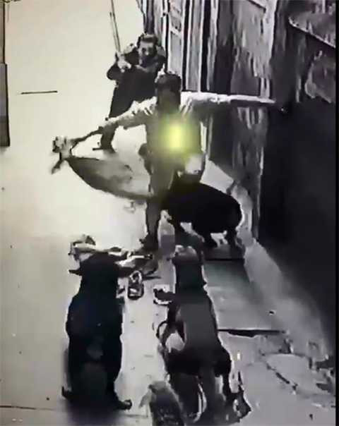 Vì sao chó hung hãn lao vào tấn công chủ?