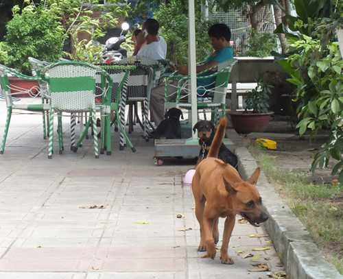 Chó thả rông không được rọ mõm - Ảnh: Thanh Niên