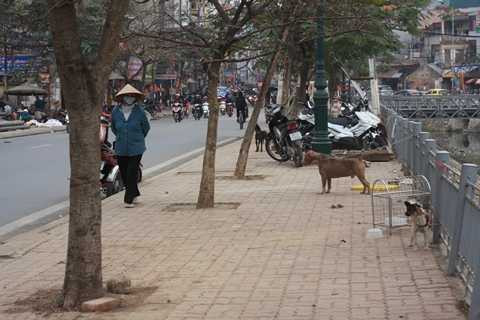 Con chó đang kéo căng dây xích gầm gừ như muốn lao vào cắn người đi đường