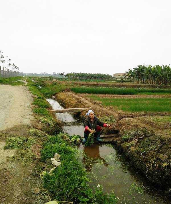 Người phụ nữ rửa rau ở rãnh nước chết. Nguồn nước dùng để tưới tiêu cho cây cối nhưng sau đó được sử dụng lại để rửa rau.