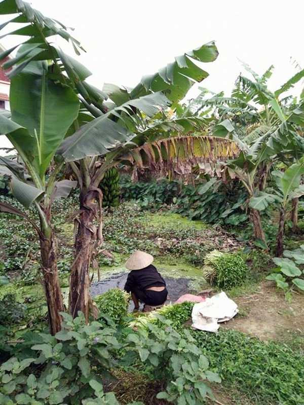 Chiếc ao nhỏ với đầy bèo và rác rau cũng như các cống nước thải từ gia đình, nước phân đổ trực tiếp xuống nguồn nước mà người dân nơi đây vẫn rửa rau cần.