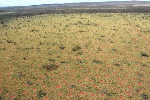 Hình ảnh hàng nghìn vòng tròn thần tiên xuất hiện ở Tây Úc. 