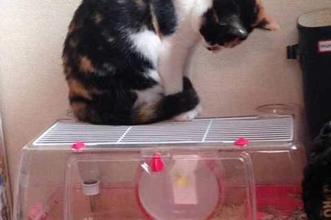 Cats spend hours watching mice work out.