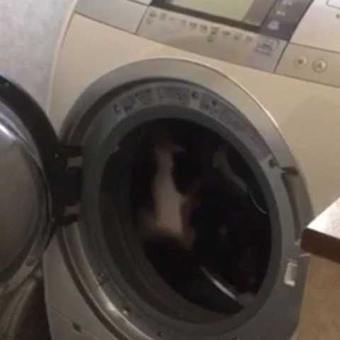 The cat jumped into the washing machine to carry out its weight loss plan.