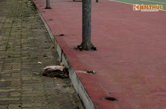 Một số biệt thự chiếm dụng vỉa hè làm chỗ đặt, trưng bày cây cảnh. Một số biệt thự chiếm dụng vỉa hè làm chỗ đặt, trưng bày cây cảnh.