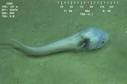 Sinh vật được phát hiện tại bờ biển British Columbia (Canada). Sinh vật được phát hiện tại bờ biển British Columbia (Canada).