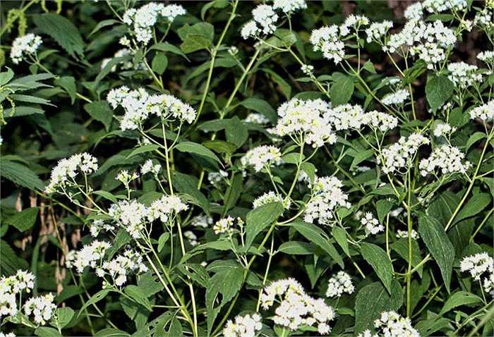 2. Cây cúc trắng chữa rắn cắn, tên khoa học là Ageratina altissima. Đây là một loài thực vật mọc nhiều ở những khu rừng ở phía đông và nam Mỹ, thân cỏ, lá có răng cưa, hoa màu trắng, chứa một chất độc cực mạnh là tremetol. Chất độc này thậm chí có thể đầu độc gián tiếp con người. Những người ăn phải thịt và sữa của những con bò đã ăn nhầm phải loài cây này sẽ mắc phải chứng biếng ăn, cơ thể suy yếu, cơ cứng, nôn mửa, bụng trướng, táo bón, hôn mê dẫn tới cái chết. 