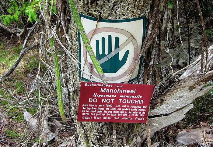 3. Cây Manchineel, tên khoa học là Hippomane mancinella. Đây là một loài rất độc, đứng đầu danh sách những loài cây độc chết người. Toàn thân cây Manchineel đều chứa độc và những độc tố này mạnh đến nỗi chỉ cần đứng cạnh thôi, bạn cũng có thể bị trúng độc. Quả của loài cây này được gọi là Trái táo của thần Chết, tên gọi của nó đủ để khiến người ta sợ phát khiếp khi nghe tới. Được tìm thấy tại các khu vực ven biển của Florida, Nam và Trung Mỹ, cây Manchineel có thể là cây độc nhất trên thế giới.
