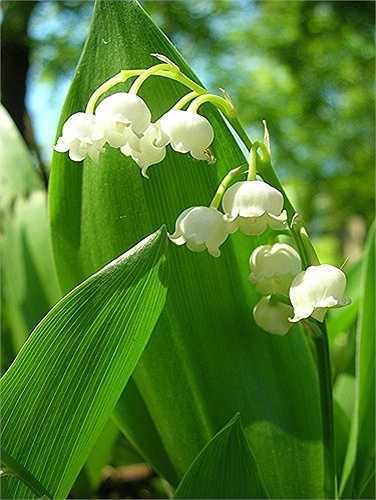 6. Cây linh lan, tên khoa học là Convallaria majalis, được tìm thấy ở khắp các cánh rừng ở khắp Bắc Âu và Mỹ, nhiều người bị vẻ đẹp lung linh của loài cây thần chết này đánh lừa. Tất cả các bộ phận của cây linh lan đều chứa chất độc, trong đó mạnh nhất là chất độc convallatoxin. Khi trúng độc, nạn nhân sẽ có triệu chứng nhức đầu dữ dội, buồn nôn, nôn mửa, nhịp tim chậm đáng kể và đi tiểu quá rất nhiều. Nếu không được phát hiện và cấp cứu kịp thời, nạn nhân sẽ tử vong nhanh chóng. 