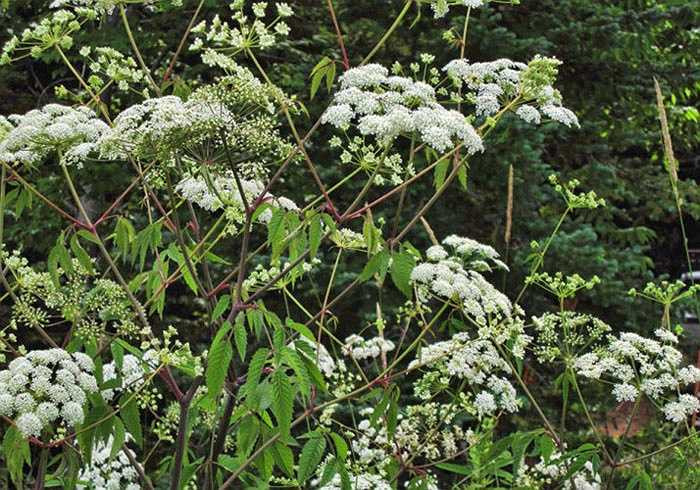 7. Cây cần nước độc, tên khoa học là Cicuta maculata, có nguồn gốc từ Bắc Mỹ. Toàn thây cây cần nước độc có chứa độc tố cực mạnh toxin coniine, tập trung nhiều ở rễ. Người ta ước tính chỉ cần khoảng 0,15gram toxin coniine là đủ để giết chết một người lớn. Độc tố của cần nước độc sẽ khiến nạn nhân chết dần từ ngoài vào trong, lúc đầu họ sẽ bị buồn nôn, tê cứng tứ chi sau đó nôn mửa, co thắt dạ dày, cuối cùng khi độc thấm sâu hơn, nạn nhân sẽ bị tê liệt phổi và chết. 