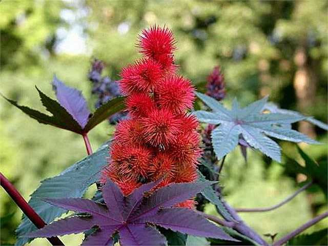 8. Cây thầu dầu, tên khoa học là Ricinus communis, thường được biết đến với trong công nghiệp sản xuất dầu thầu dầu. Nó chứa nhiều vitamin A và D, là một loại thuốc nhuận tràng hiệu quả. Tuy vậy ít người biết rằng hạt của cây thầu dầu chứa một trong những độc tố thực vật mạnh nhất trên Trái đất có tên là ricin. Ricin là một chất độc mạnh hơn cả cyanide, strychnine hoặc nọc độc của con rắn độc nhất thế giới. Nếu trúng độc của loài cây này, bạn chắc chắn sẽ bỏ mạng trong nháy mắt. 