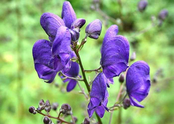 9. Cây thầu dầu, cây phụ tử, tên khoa học là Aconitum napellus, đây được coi là nữ hoàng độc dược trong thế giới thực vật. Cả thân cây đều chứa nhiều chất độc, trong đó có chất độc cực mạnh tên là aconitine. Chỉ cần chạm phải cây này, bạn có thể bị nóng miệng, chảy nước dãi, nôn mửa, tiêu chảy, sau đó khi độc lan ra toàn thân, nạn nhân sẽ phải trải qua cảm giác tê, ngứa ran, nhịp tim bất thường và cuối cùng là tử vong do suy hô hấp. 