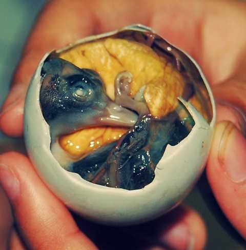 Trứng vịt lộn. Trứng vịt lộn hay hột vịt lộn là món ăn được chế biến từ quả trứng vịt khi phôi đã phát triển thành hình. Trứng vịt lộn là một trong những món ăn nhẹ bình dân ở Việt Nam... và được coi là món ăn bổ dưỡng. Món ăn này thường được phục vụ khi quả trứng được 17 ngày tuổi khi con vật trong quá trứng đã bắt đầu thành hình