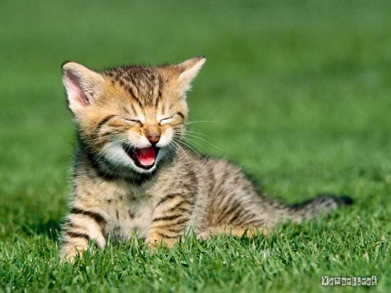 Những con giáp sinh ra đã hút tài lộc, may mắn