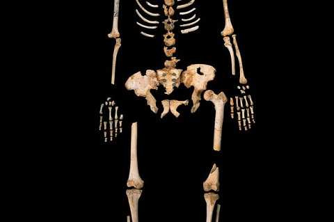 Hình dạng bộ xương được khai quật Hình dạng bộ xương được khai quật