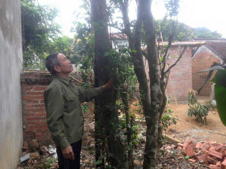 Ông Thư bên cây chè 200 năm tuổi của mình