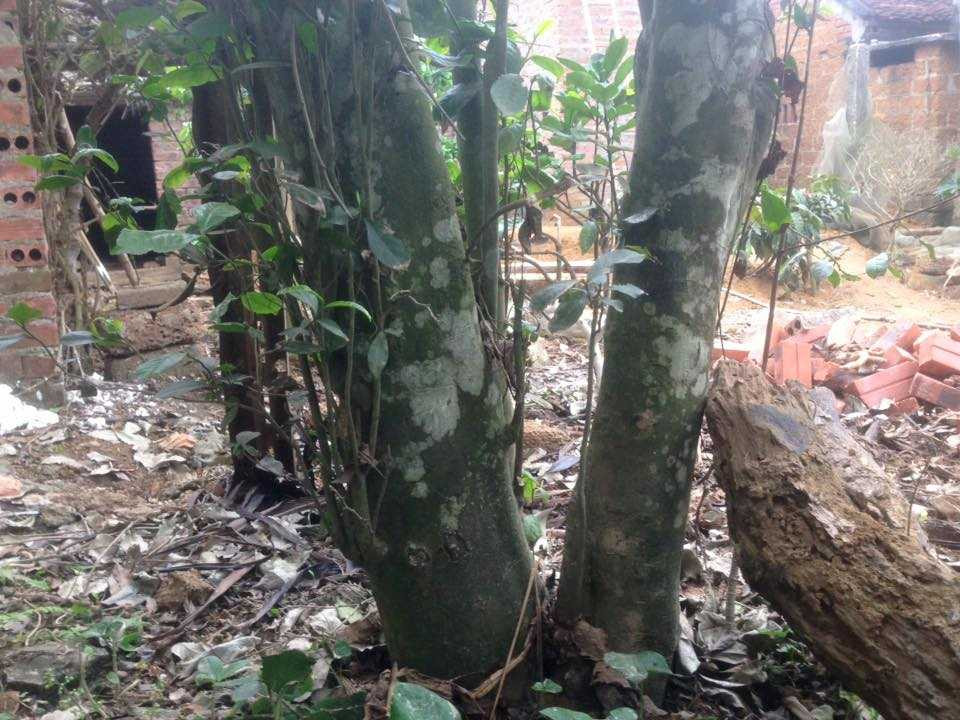 Chuyện về cây chè hơn 200 tuổi được trả tiền tỷ ở Hà Nội