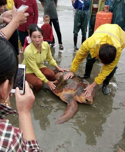 Từ chối hàng trăm triệu, ngư dân thả rùa hơn 60kg về lại biển